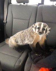 Badger puppy Meme Template