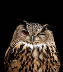 Winking Owl Meme Template