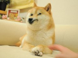 doge dog disgusted Meme Template