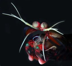 Mantis Shrimp Meme Template