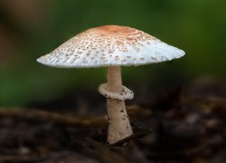 fungus Meme Template