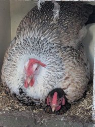 Hen on a Hen Meme Template