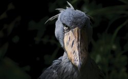 The Fench bird Meme Template