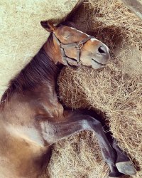 Horse with Hay Meme Template