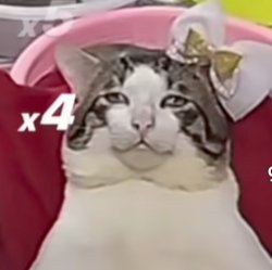 high cat Meme Template