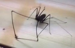Grabby Spider Meme Template