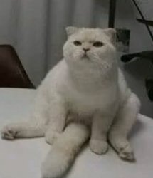 Loading cat Meme Template