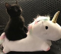 Kittys Noble Steed Meme Template