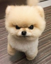 Angry Pom Pom Meme Template