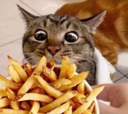 Cat fries Meme Template