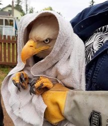 Unhappy eagle Meme Template