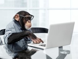 Do the thing monkey Meme Template