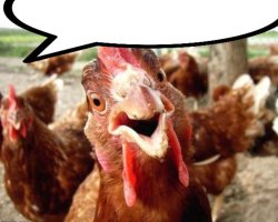 cock Meme Template