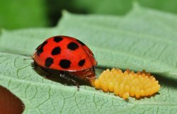 ladybug laying eggs Meme Template
