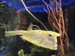 Longhorn cowfish Meme Template