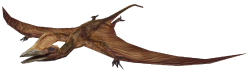 Scaphognathus (FMM UV-32) Meme Template