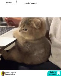 _m4 apr oct w2 - 15 - Scottish Fold cat Meme Template