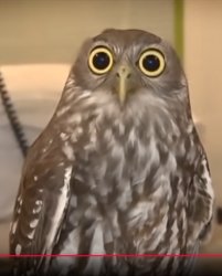 intensely calm owl Meme Template