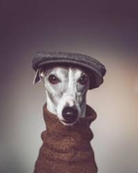 whippet flat cap Meme Template