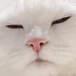 Inadmissible White Cat Meme Template