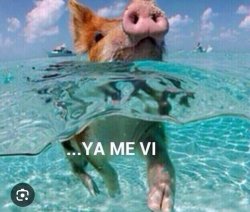 Pig water beach Meme Template