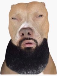 Lightskin dog Meme Template