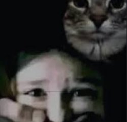 Cat hand Meme Template