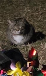Smug cat Meme Template