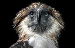 Indeed Eagle Meme Template