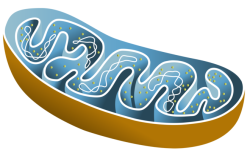 mitochondria Meme Template