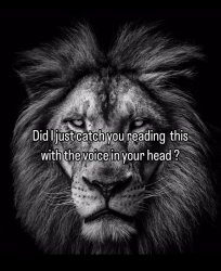 The lion heard all Meme Template