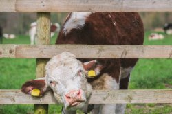independent cow Meme Template