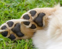 Paws billionaire ?? Meme Template