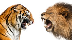 Tiger vs Lion Meme Template