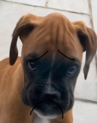 sad dog Meme Template