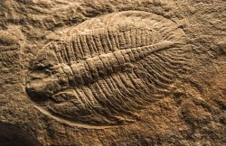 Trilobite Meme Template