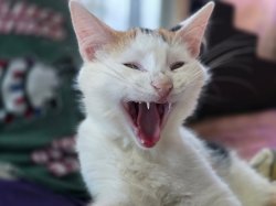 fierce kitten Meme Template