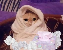Sick cat Meme Template