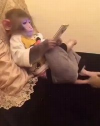 Monkey on a phone Meme Template