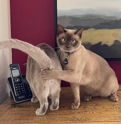 Cat covers cat's ass Meme Template