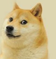 Doge Meme Template