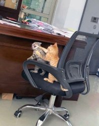 cats fighting on chair Meme Template