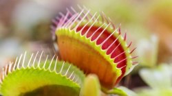 Venus Fly Trap Meme Template