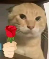 lovely cat from china Meme Template