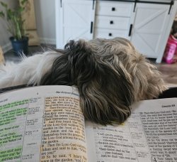 Pet Shitzu wants to read Bible Meme Template