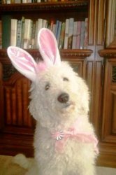 Democrats think this is a bunny Meme Template