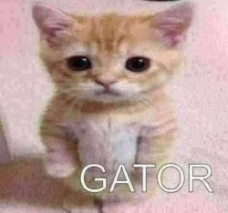 gator Meme Template