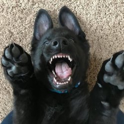 Vicious puppy Meme Template