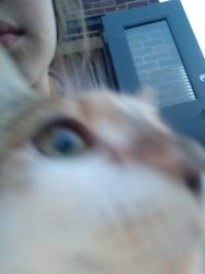 Selfie! Meme Template