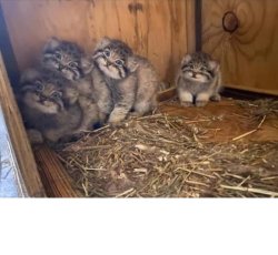 Pallas kittens Meme Template